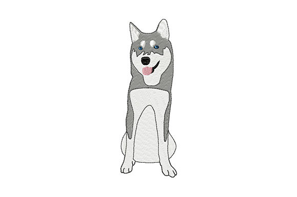 Cute Young Siberian Husky